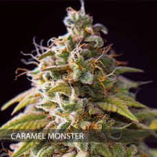 Caramel Monster feminised (Vision Seeds)