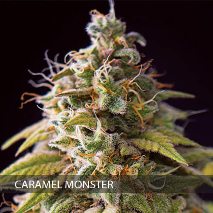 Насіння коноплі Caramel Monster fem. Vision Seeds