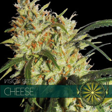 Cheese feminised (Vision Seeds)