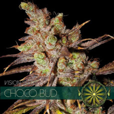 Choco Bud feminised (Vision Seeds)