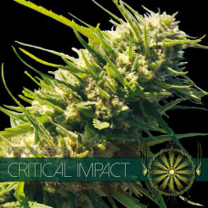 Critical Impact feminised (Vision Seeds)