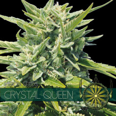 Crystal Queen feminised (Vision Seeds)