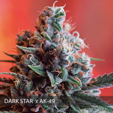 Dark Star x AK-49 feminised (Vision Seeds)