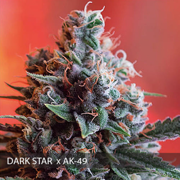 Семена конопли Dark Star x AK-49 fem. Vision Seeds