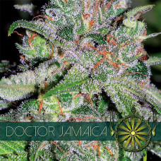 Doctor Jamaica feminised (Vision Seeds)