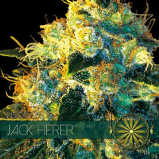 Jack Herer feminised (Vision Seeds)