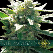 La Blanca Gold feminised (Vision Seeds)