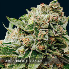 Lamb’s Breath x AK-49 feminised (Vision Seeds)