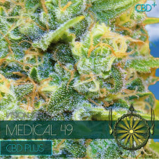 Medical 49 – CBD+ feminised (Vision Seeds)