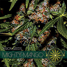 Mighty Mango Bud feminised (Vision Seeds)