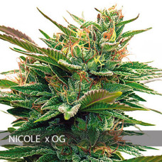 Nicole x OG feminised (Vision Seeds)