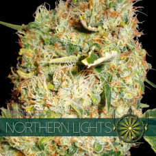 Northern Lights feminised (Vision Seeds)