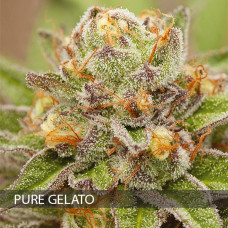 Pure Gelato feminised (Vision Seeds)