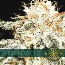 Russian Snow feminised (Vision Seeds)