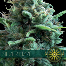 Silver Haze feminised (Vision Seeds)