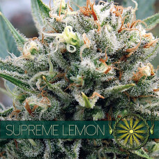 Supreme Lemon feminised (Vision Seeds)