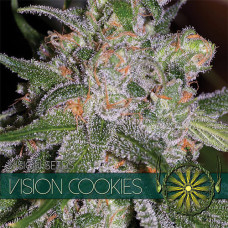 Vision Cookies feminised (Vision Seeds)