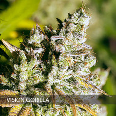 Vision Gorilla feminised (Vision Seeds)