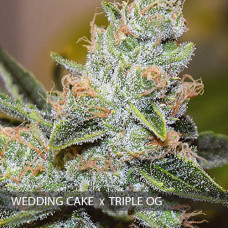 Wedding Cake x Triple OG feminised (Vision Seeds)