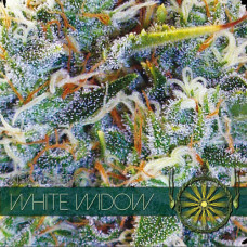 White Widow feminised (Vision Seeds)