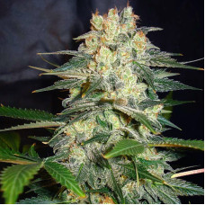 Afghan Kush Ryder auto feminised (World of Seeds)
