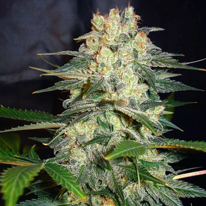 Семена конопли Afghan Kush Ryder autofem. World of Seeds