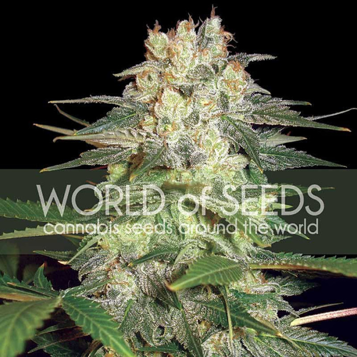 Семена конопли Afghan Kush Ryder autofem. World of Seeds