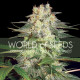 Семена конопли Afghan Kush Ryder autofem. World of Seeds
