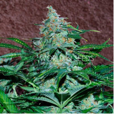 Amnesia Ryder auto feminised (World of Seeds)