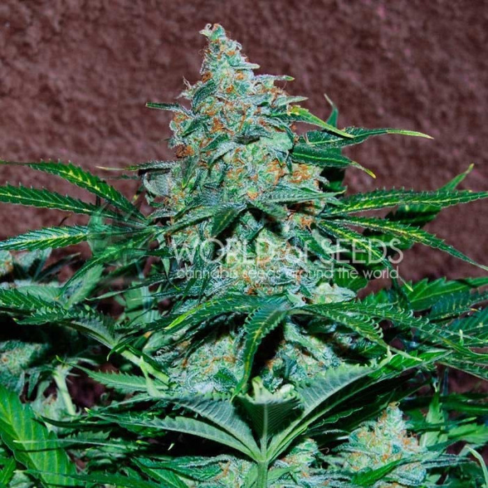 Семена конопли Amnesia Ryder autofem. World of Seeds