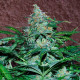 Семена конопли Amnesia Ryder autofem. World of Seeds