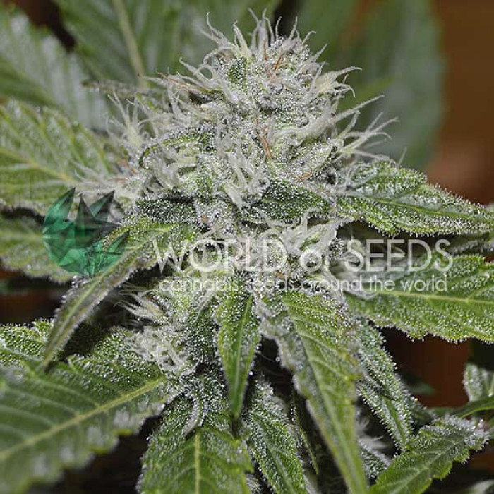 Семена конопли Amnesia Ryder autofem. World of Seeds