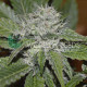 Семена конопли Amnesia Ryder autofem. World of Seeds