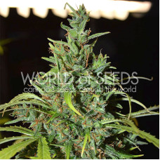 Neville Haze Ryder auto feminised (World of Seeds)