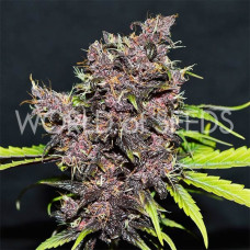 Purple Afghan Kush Ryder auto feminised (World of Seeds)