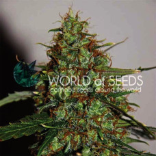 Wild Thailand Ryder auto feminised (World of Seeds)