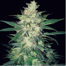 Colombian Gold Ryder auto feminised (World of Seeds)