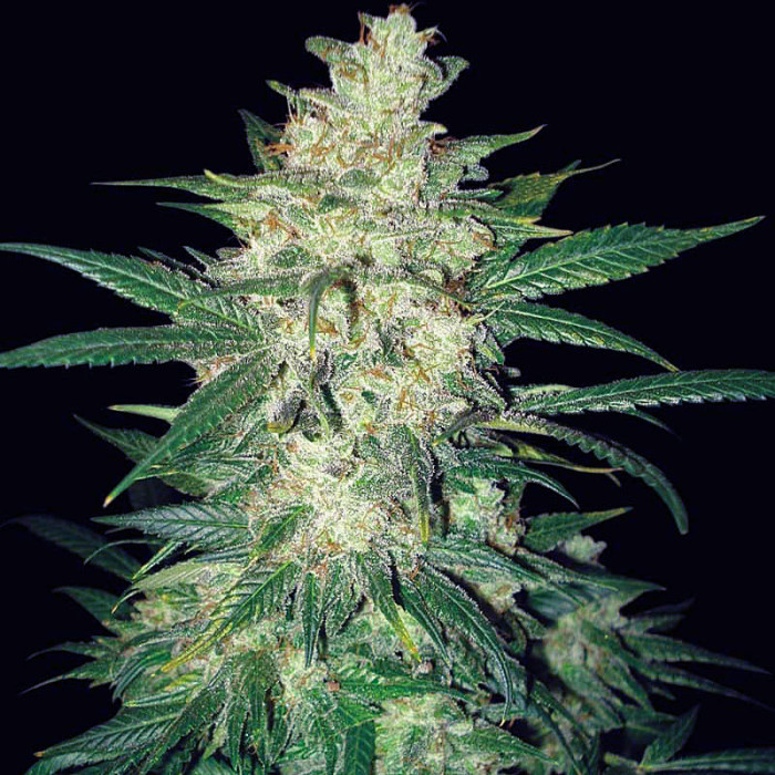 Семена конопли Colombian Gold Ryder autofem. World of Seeds