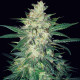 Семена конопли Colombian Gold Ryder autofem. World of Seeds