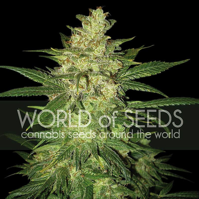 Семена конопли Colombian Gold Ryder autofem. World of Seeds