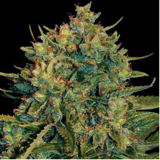 Northern Light X Big Bud Ryder auto feminised (World of Seeds)