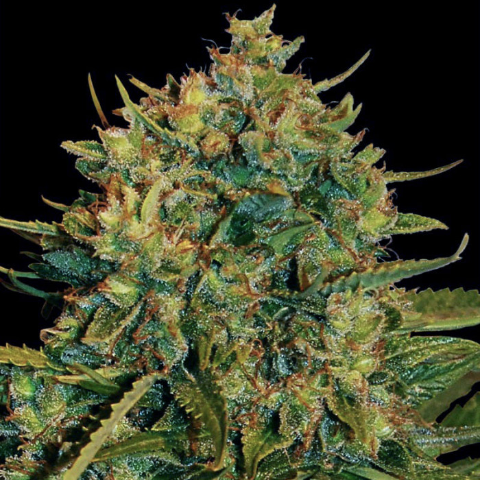 Семена конопли Northern Light X Big Bud Ryder autofem. World of Seeds