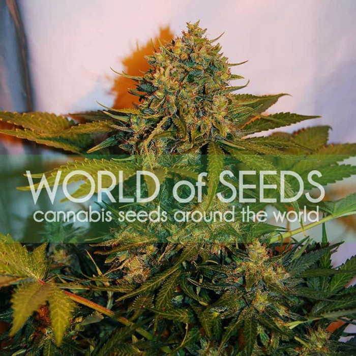 Семена конопли Northern Light X Big Bud Ryder autofem. World of Seeds