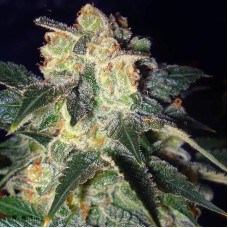Pakistan Ryder auto feminised (World of Seeds)