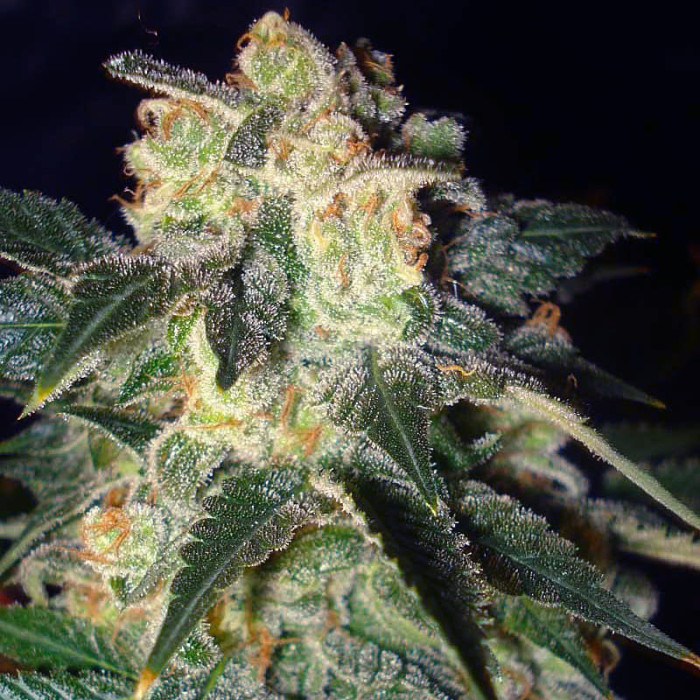 Семена конопли Pakistan Ryder autofem. World of Seeds