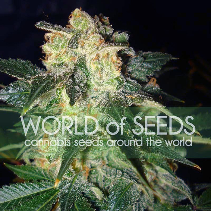 Семена конопли Pakistan Ryder autofem. World of Seeds