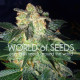 Семена конопли Pakistan Ryder autofem. World of Seeds