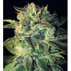 Sugar Mango Ryder auto feminised (World of Seeds)