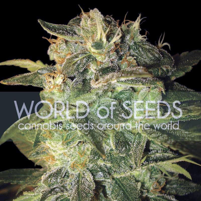 Семена конопли Sugar Mango Ryder autofem. World of Seeds