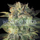 Семена конопли Sugar Mango Ryder autofem. World of Seeds